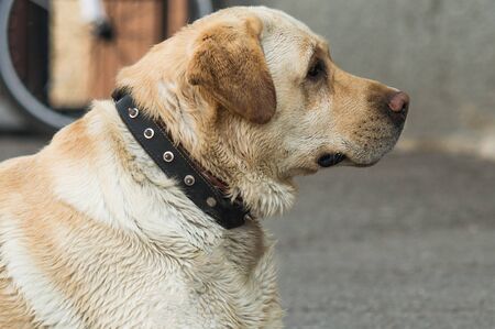 Labrador retriever lies on the pavement. Dog with tongue out. The dog is sadly resting