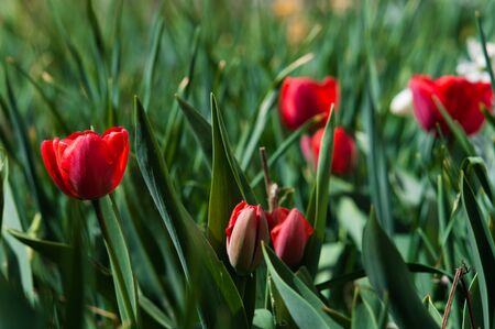 Flower of red tulip closeup on blurred background. Wallpaper or postcard.の写真素材