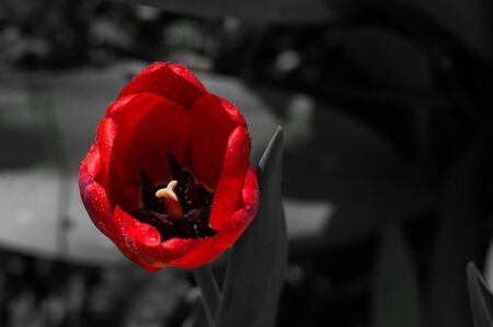 Flower of red tulip closeup on blured black and white background. Wallpaper or postcard.の写真素材