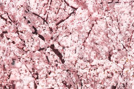Cherry plum flowers with white and pink petals. Flowers like sakura on blurred pink background....