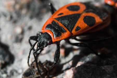 Beetle soldier or firebug in macro with blurred background. Eyes, head in focus and body in red and black colors with dots. Photo of macro world.の写真素材