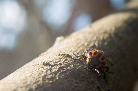 Beetle yellow with black dots and an elongated body. The beetle is like a ladybug. Beetle crawling on green leavesの写真素材