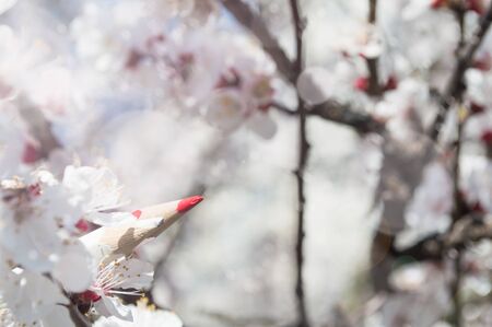 Red and white pencils in apricot flowers. Spring fresh photo of colors and flowers.の写真素材