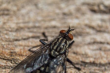 Fly in macro with big red eyes on a wooden stump. Macro photo of eye. Honeycombs on the eye. Head, eyes and paws in focus.の写真素材