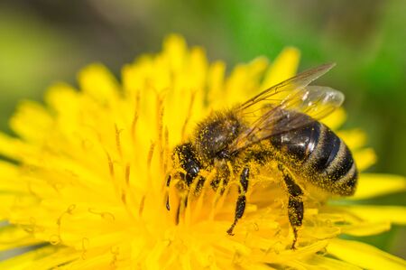 Bee collecting pollen in dandelion. Macro photo of insect. Big black eye and fluffy body in focus....