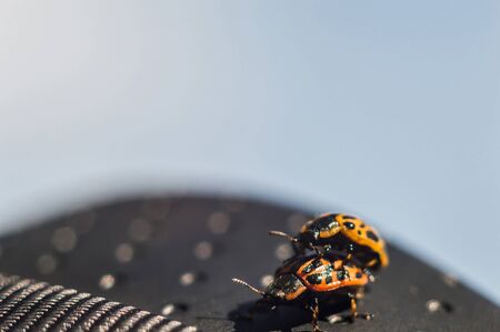 Bugs with orange body and black dots in macro. . Bug like ladybug on lensの写真素材