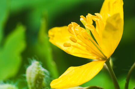 Yellow anemone in macro on green blurred background. Macro world in nature.の写真素材