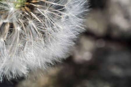 White dandelion fluff in macro. Wallpaper of flower closeup. Macro world in nature
