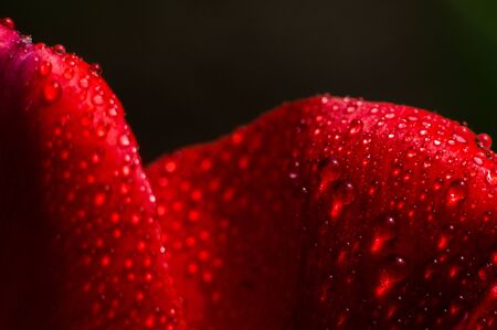 Red petal of tulip in macro with drops of water. Flowers after rain. Red background with texture of petalの写真素材