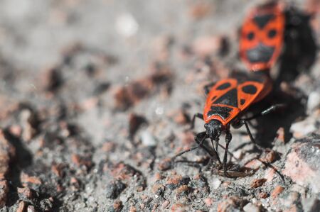 Beetle soldier or firebug in macro with blurred background. Eyes, head in focus and body in red and black colors with dots. Photo of macro world.の写真素材