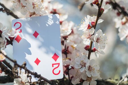 Playing card in apricot flowers. Spring fresh photo of colors and flowers.