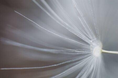 Abstract background from white fluffy dandelion with drops of water in macro. teaxture of flower petals. Wallpaper or postcardの写真素材