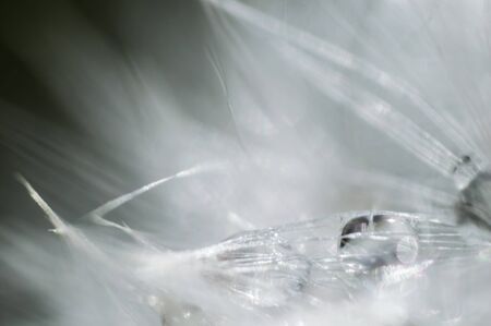 Abstract background from white fluffy dandelion with drops of water in macro. teaxture of flower...