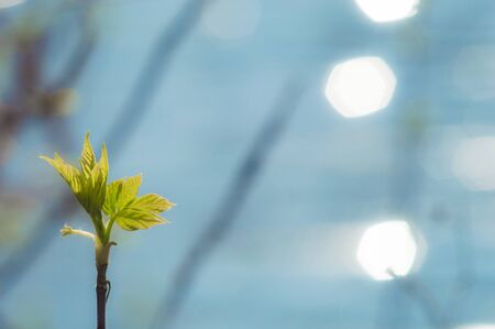 First green leaves on branch with hexagon bokeh. Blurred river background with sun reflection.  Photo of new life for Earth Day in 22 April.の写真素材
