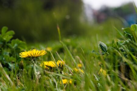 Yellow dandelions closeup in green grass. Spring photo of nature. Field of dandelionsの写真素材