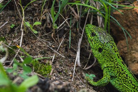 Face of green lizard with eye in macro. Lizard in the wild closeup. Concept of macro worldの写真素材