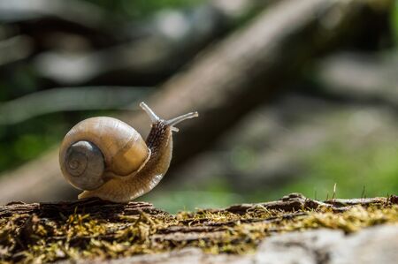 Little snail on a tree branch under the sun. Snail in brown colors on green blurred background....