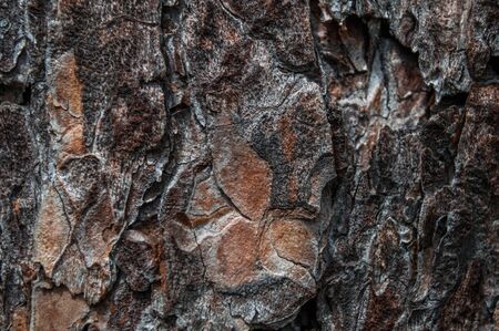 Textured background of pine tree bark. Macro abstrak of tree bark