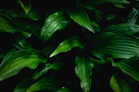 Background from green leaves. Full Frame Shot Of Plants