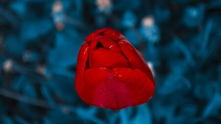 Red tulip bud on background from dark grass. Photo in blue tone. Dark night photoの写真素材