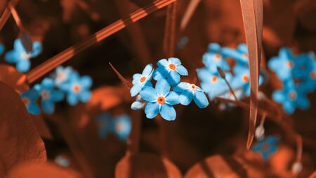 Blue small forget-me-nots flowers in red grass and leaves of other plants. Each flower with five petals. Photo in red and blue toneの写真素材