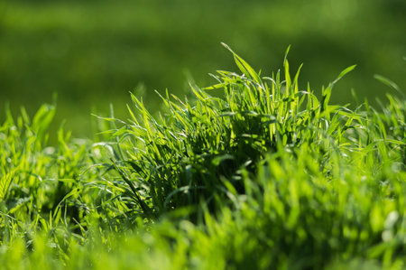 Green grass with fresh leaves closeup with blurred background. Spring nature