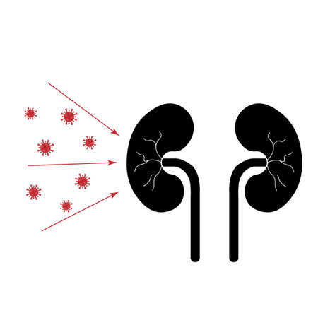 virus attack kidneys. Simple flat illustration. Medical iconのイラスト素材