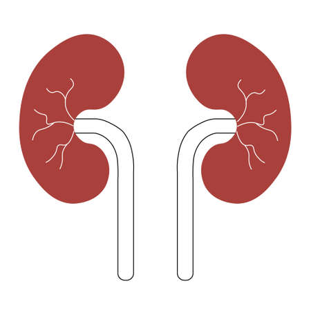 Human Body Organs Urinary System Kidneys Anatomy. Simple illustrationのイラスト素材