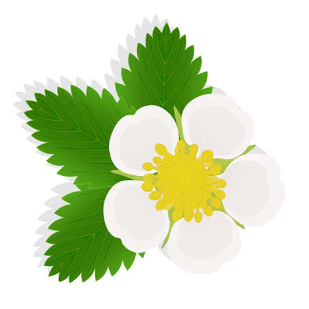 Flower of strawberry illustration for web isolated on white background. Creative designのイラスト素材
