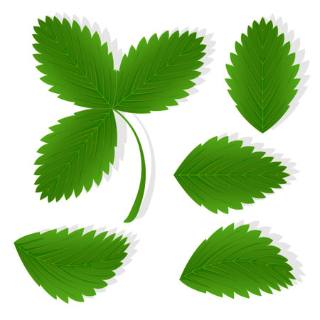 Set of strawberries green leaves illustration for web isolated on white background. Creative plantのイラスト素材