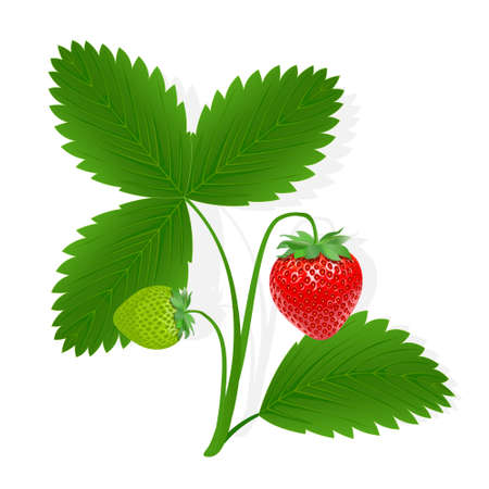 Strawberry sweet fruit illustration for web isolated on white background. Creative design of sweet berryのイラスト素材