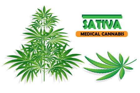 Cannabis plant on white background Cannabis sativa or Cannabis indica marijuana. Illustration on white background.のイラスト素材