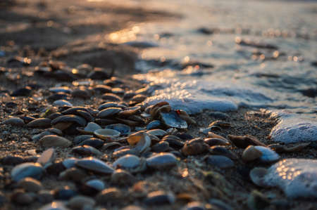 Seashells closeup on the shore of sea with blur during sunset. Texture of the shells.の写真素材