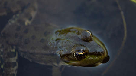 Green frog on the river bank stuck its head out of the water. Common European frog