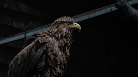 Adult white tailed eagle closeup. Ukrainian eagle. Fluffy birdの写真素材