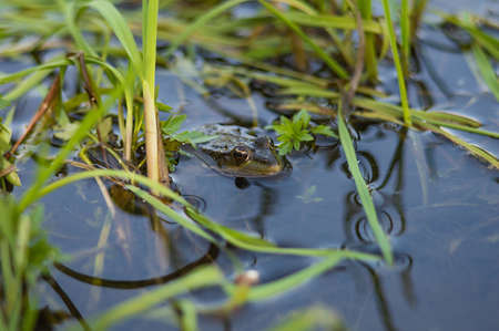 Green frog on the river bank stuck its head out of the water. Common European frogの写真素材