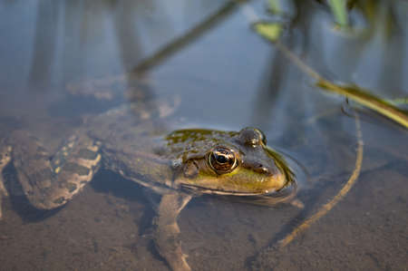 Green frog on the river bank stuck its head out of the water. Common European frogの写真素材