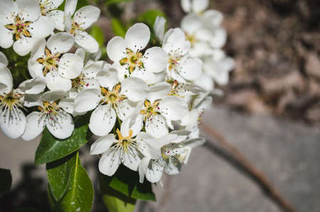 Apple flowers close up with white petals and green leaves on a branch. Spring backgroundの写真素材