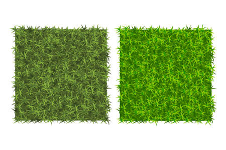 Green grass background.Two examples of grass texture for pattern. top viewのイラスト素材