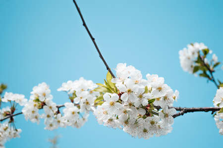 White flowers on a branch of a tree. Macro photo of spring. nature close upの写真素材