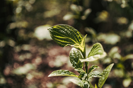 Green fresh leaves in the forest with blurred background. nature background
