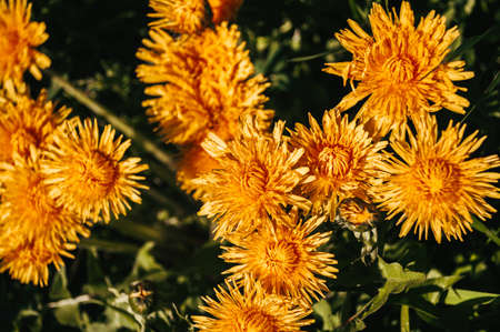 Yellow dandelion closeup in the wild field. flowers in nature.