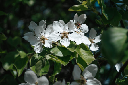 White flowers on a branch of a tree. Macro photo of spring. nature close up