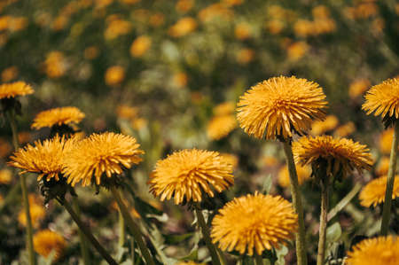 Yellow dandelion closeup in the wild field. flowers in nature.の写真素材