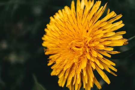Yellow dandelion closeup in the wild field. flowers in nature.