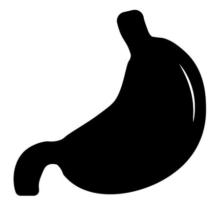 Human stomach, anatomy detail, illustration of a human stomach. simple iconのイラスト素材