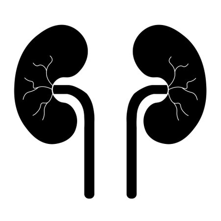 Human Body Organs Urinary System Kidneys Anatomy. simple illustrationのイラスト素材