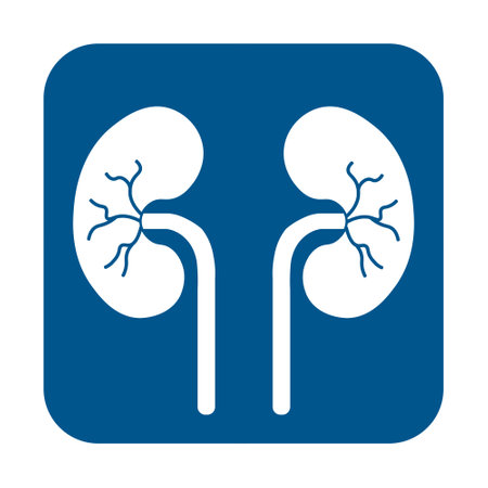 Human Body Organs Urinary System Kidneys Anatomy. simple illustrationのイラスト素材