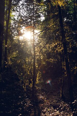 rays of sun in the forestの写真素材