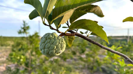 Custard apple tropical exotic fruit. Sugar Apple, Annona, sweetsop. Thai or Vietnam fruit is growing...